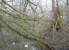 Urwald an der Alt - Leine