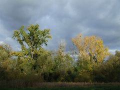 urwald an der ergolzmündung