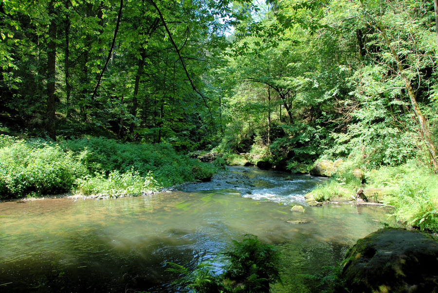 Urwald an der Kamnitz