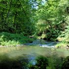 Urwald an der Kamnitz