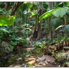 Urwald auf den Seychellen