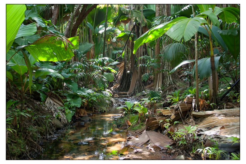 Urwald auf den Seychellen