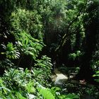 URWALD AUF DER INSEL KAUAI - HAWAII