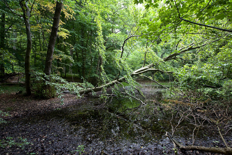 "Urwald" auf der Insel Vilm