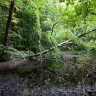 "Urwald" auf der Insel Vilm