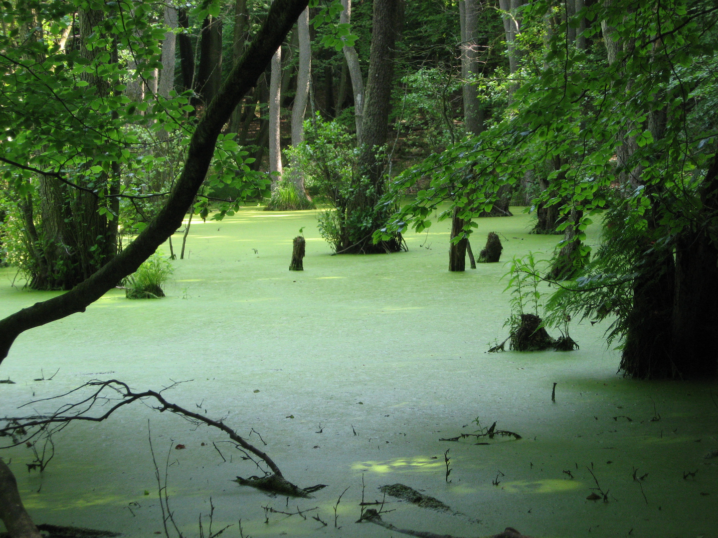 Urwald auf Rügen