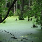 Urwald auf Rügen