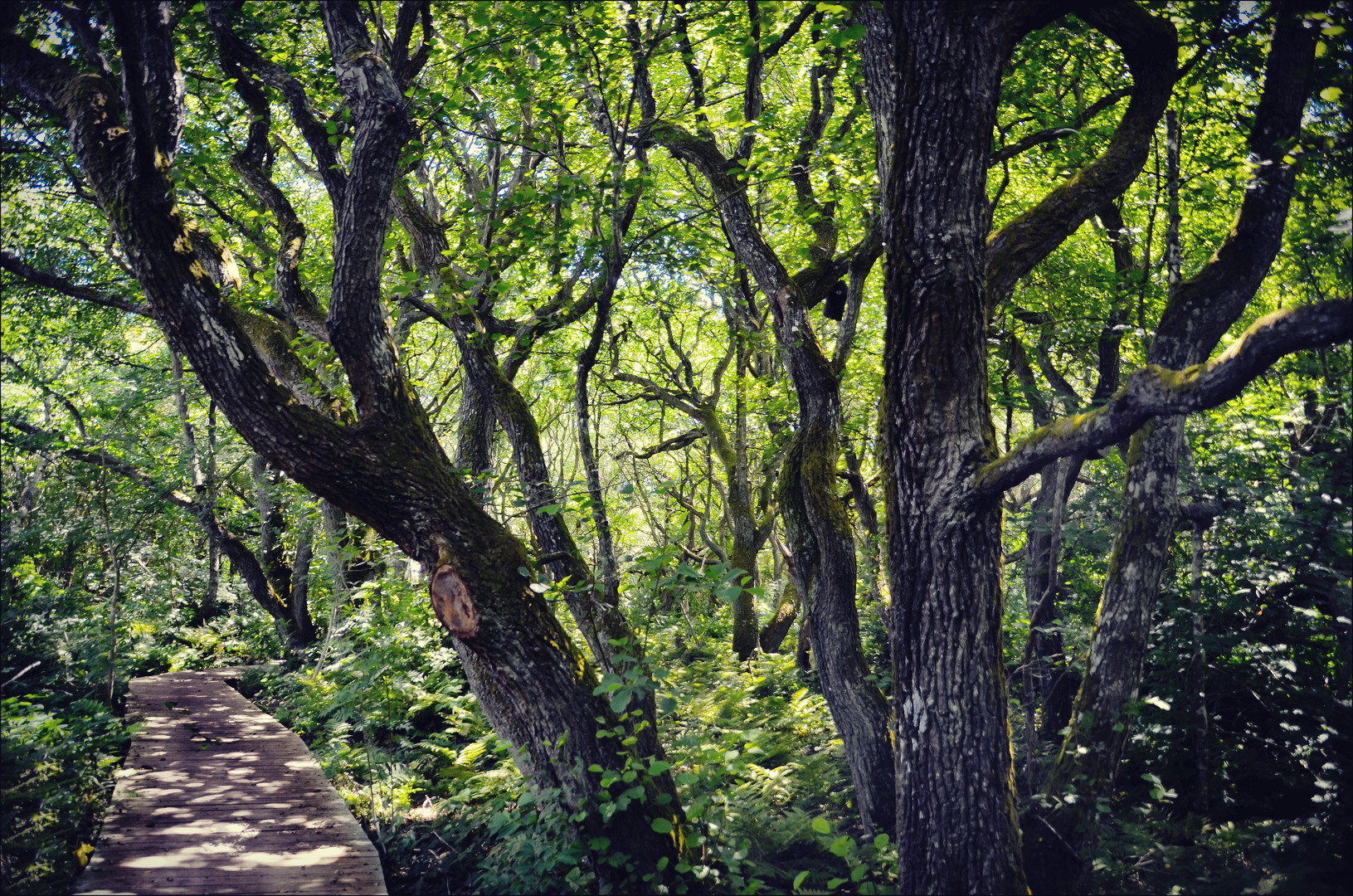 Urwald auf Sylt