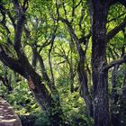 Urwald auf Sylt