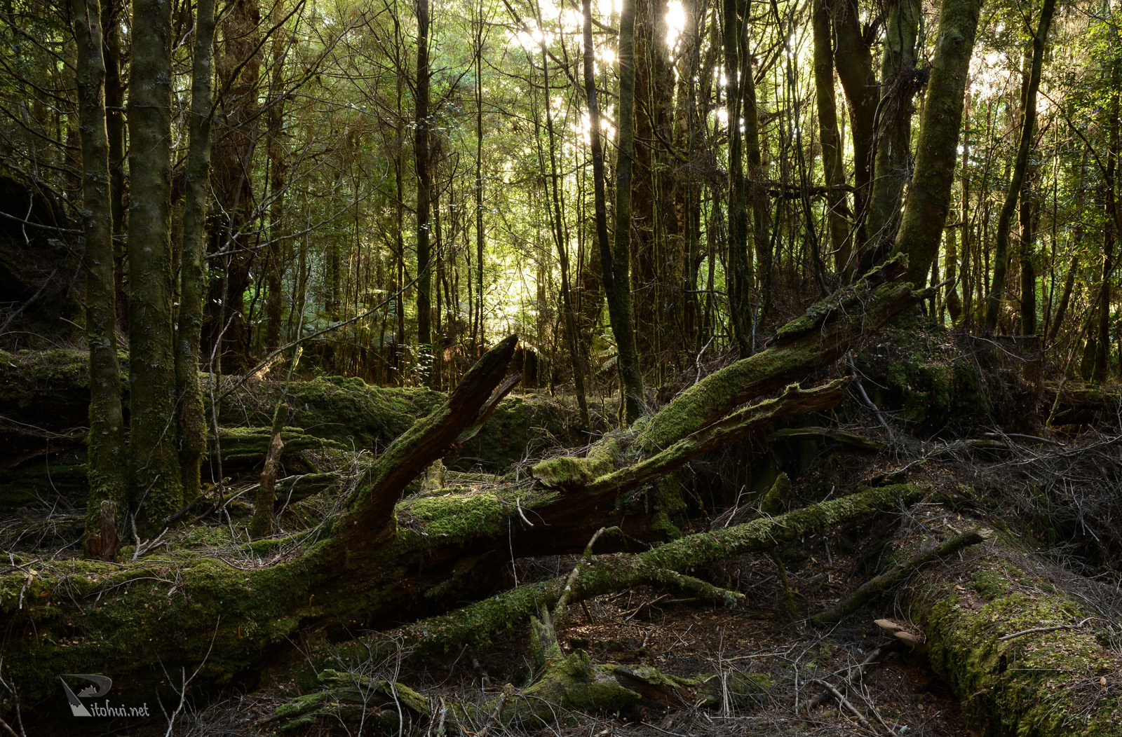 Urwald auf Tasmanien