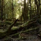 Urwald auf Tasmanien