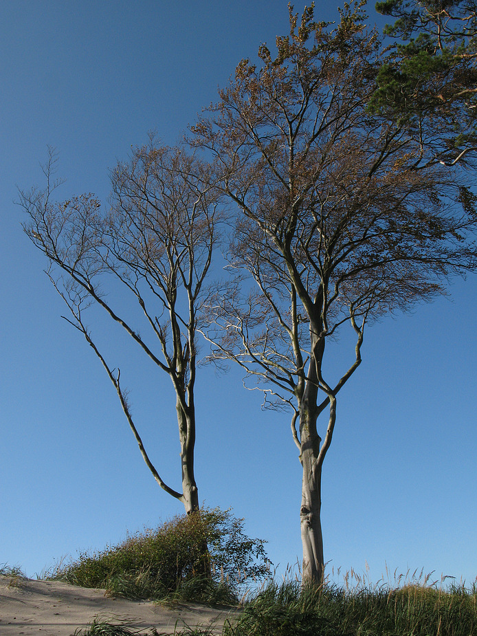 "Urwald" bei Ahrenshoop (Zingst)