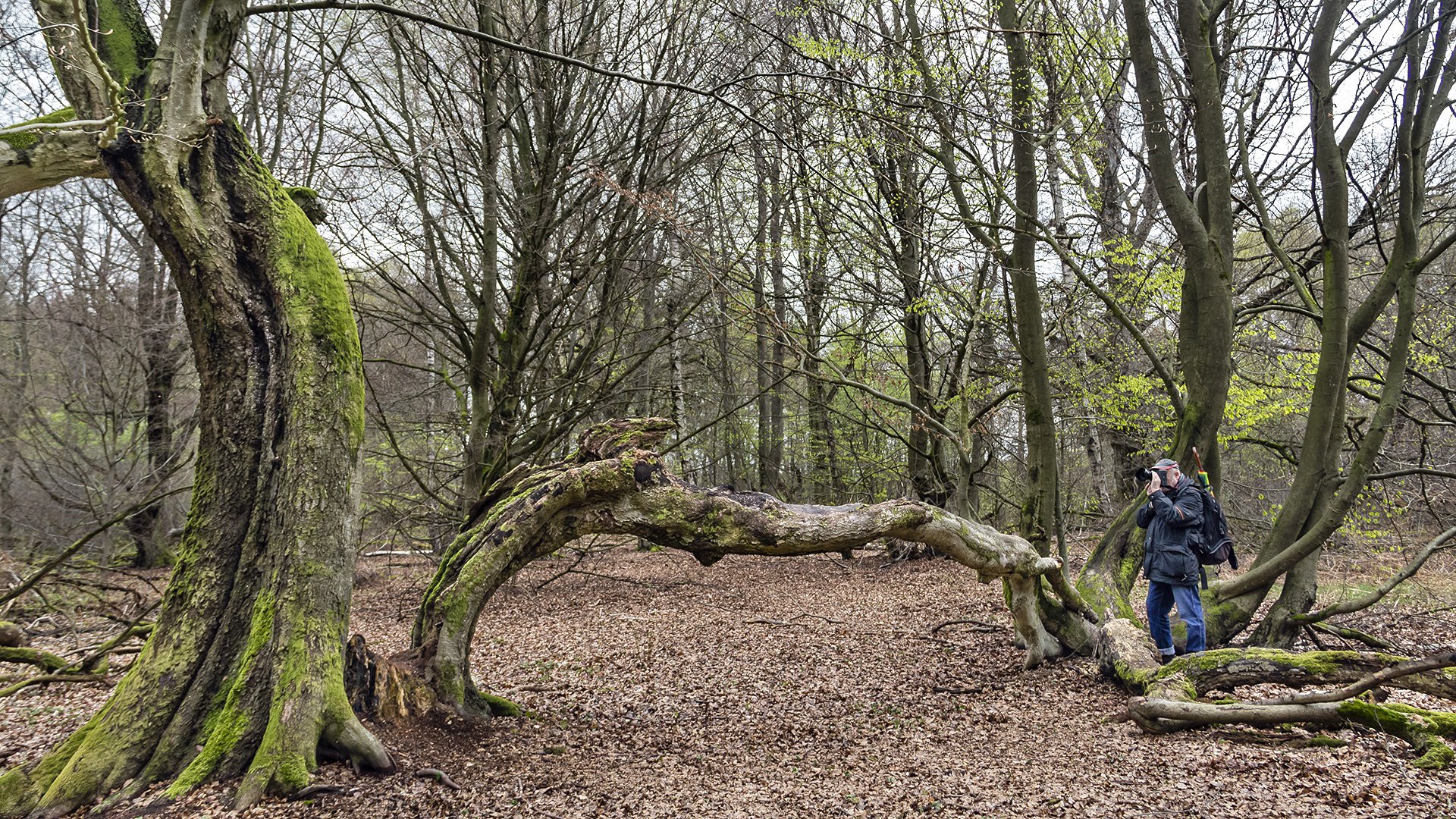 URWALD BEI SABABURG (2)