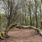 URWALD BEI SABABURG (2)