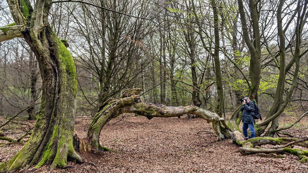 URWALD BEI SABABURG (2)