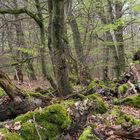 URWALD BEI SABABURG