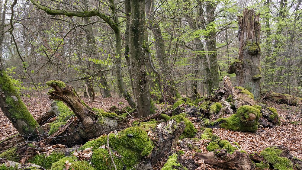 URWALD BEI SABABURG