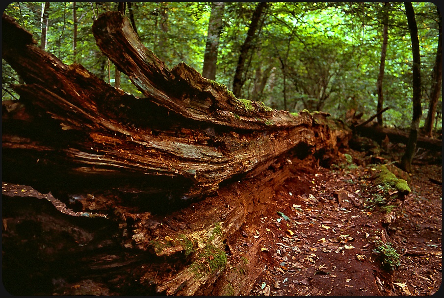 Urwald - Bialowieza