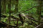 Urwald - Bialowieza von Martin Kolanko