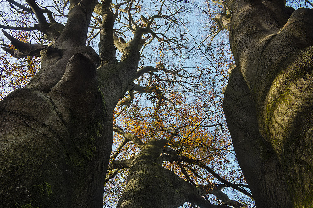 URWALD-BUCHE