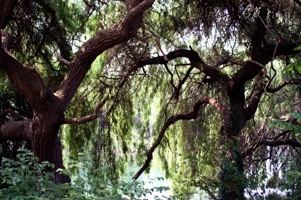 Urwald der Rheinauen in der Nähe von Sasbach am Kaiserstuhl