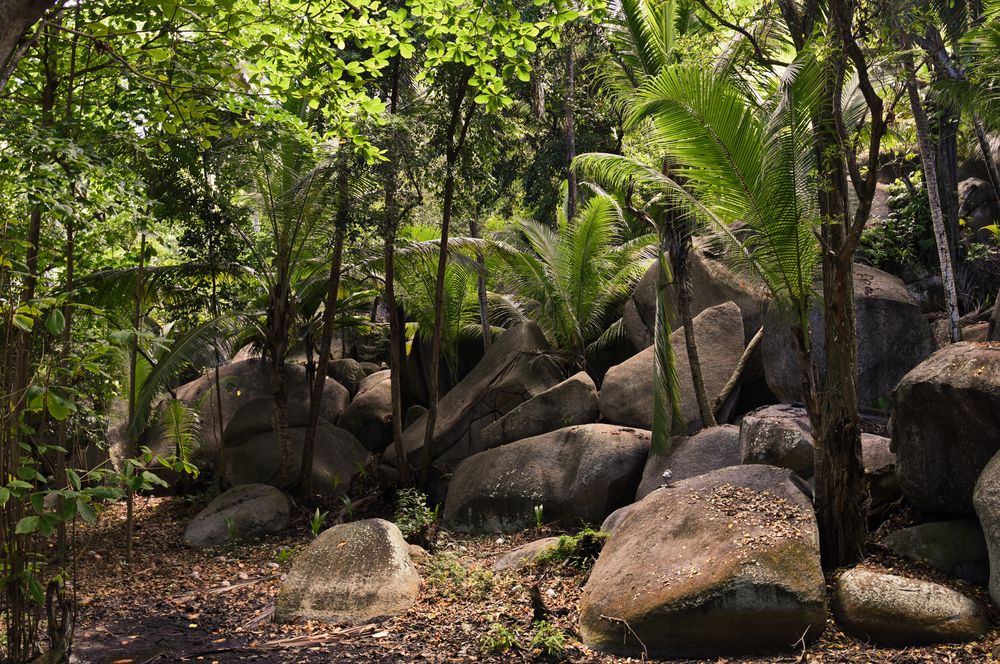 Urwald der Seychelleninsel Silhuette