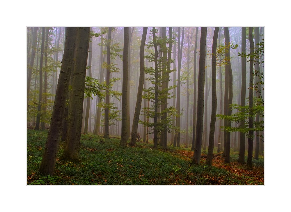 Urwald der Zukunft