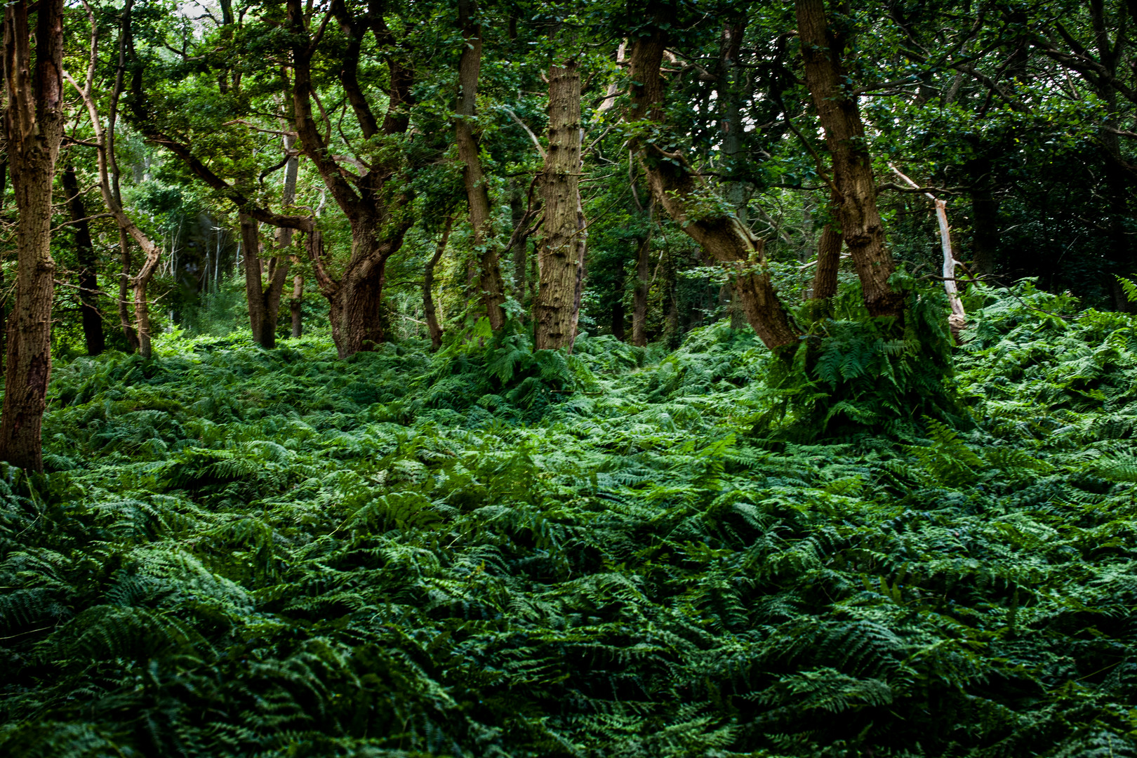 Urwald Foto & Bild | landschaft, wald, lanscapes and nature Bilder auf