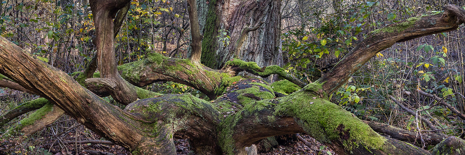 URWALD-EICHE (2)