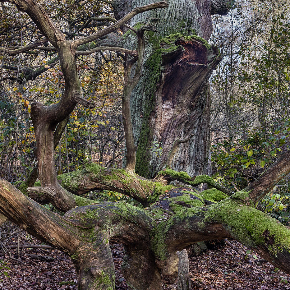 URWALD-EICHE