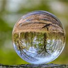 Urwald eingefangen in der Kugel