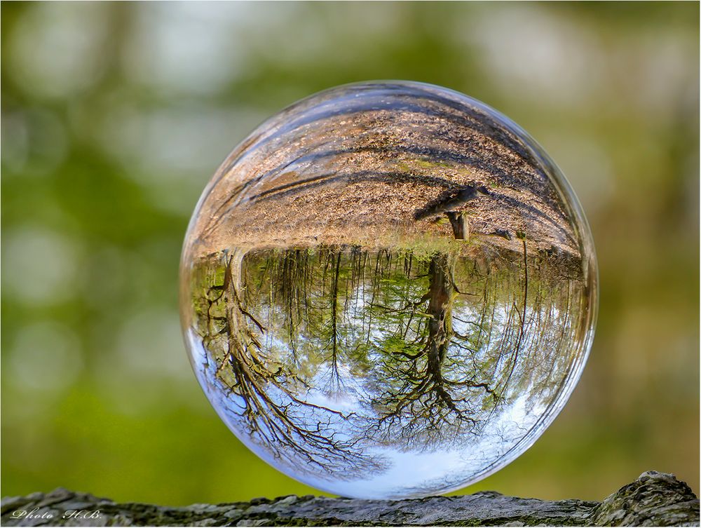 Urwald eingefangen in der Kugel