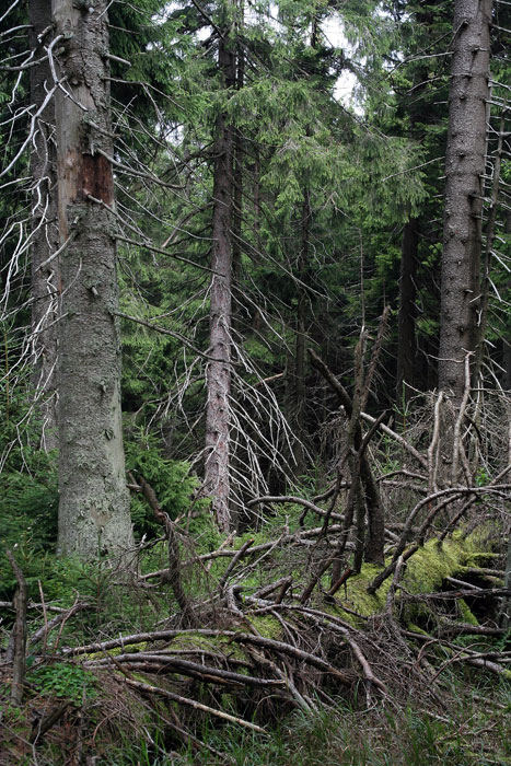 Urwald Harz