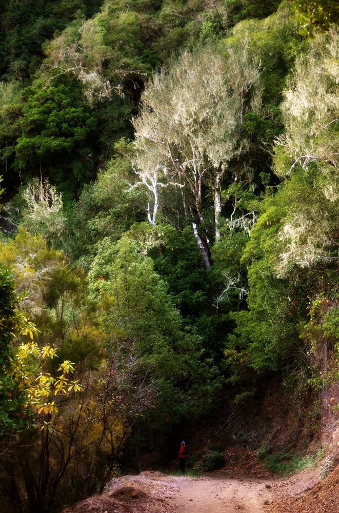 Urwald I, La Gomera