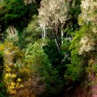 Urwald I, La Gomera