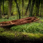 Urwald I - Lübben/Spreewald