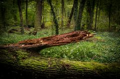 Urwald I - Lübben/Spreewald