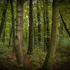 Urwald II - Lübben/Spreewald