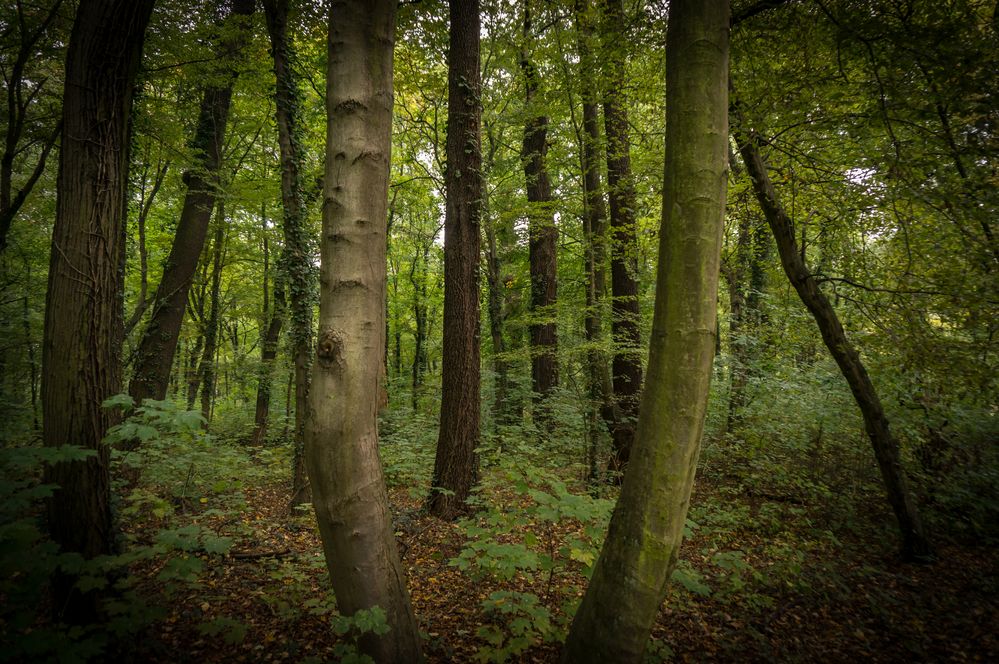 Urwald II - Lübben/Spreewald