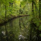 Urwald III - Lübben/Spreewald