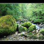 Urwald im Allgäu