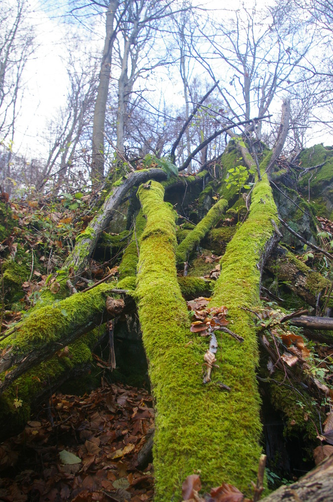 Urwald im Herbst