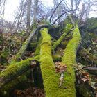 Urwald im Herbst