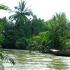 Urwald im Mekongdelta