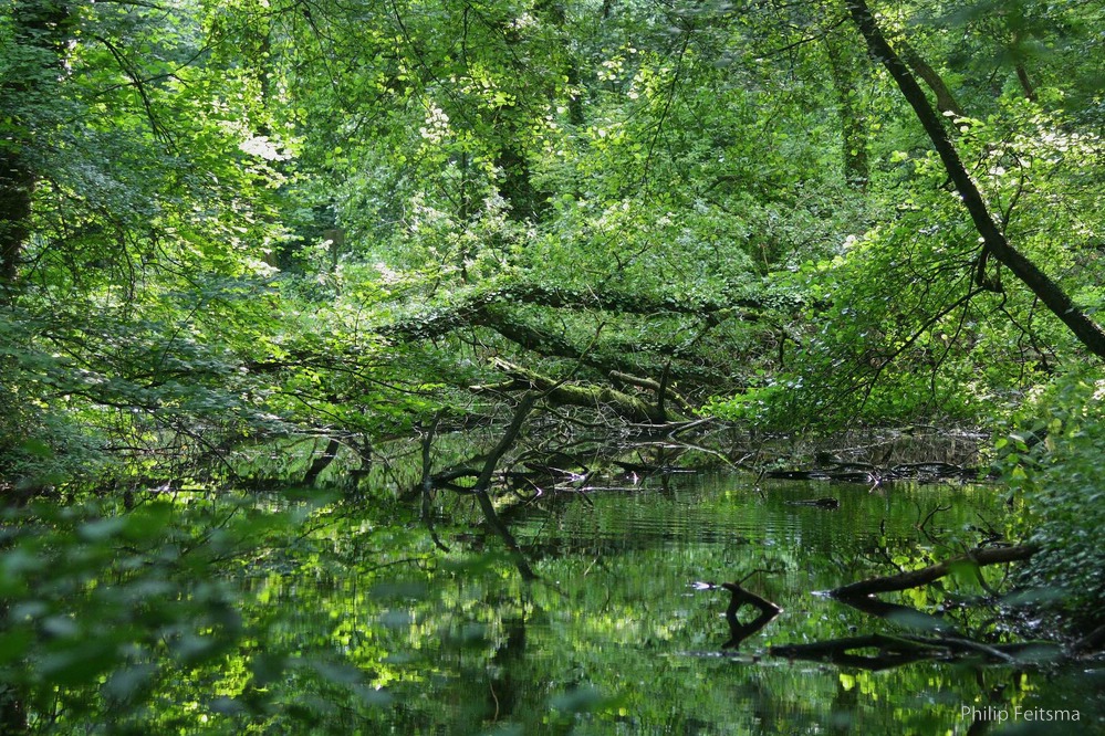 Urwald im Norden