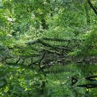 Urwald im Norden