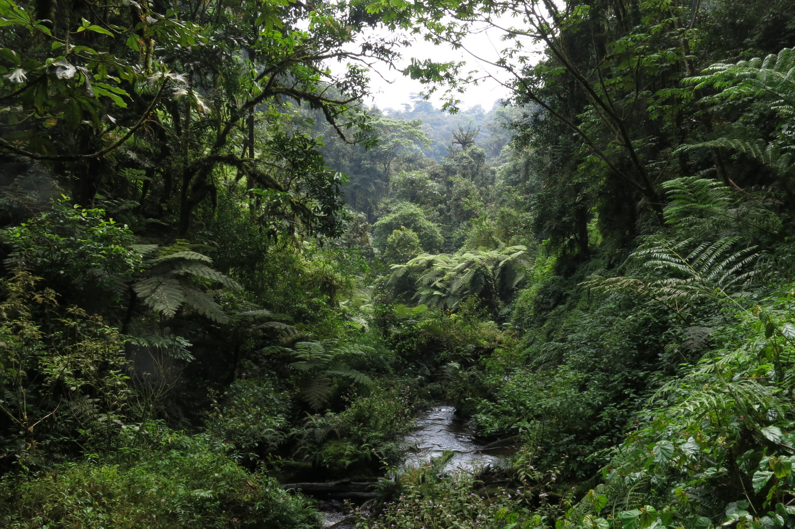 Urwald im Nyungwenationalpark in Rwanda