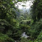 Urwald im Nyungwenationalpark in Rwanda