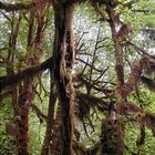 Urwald im Olympic National Park