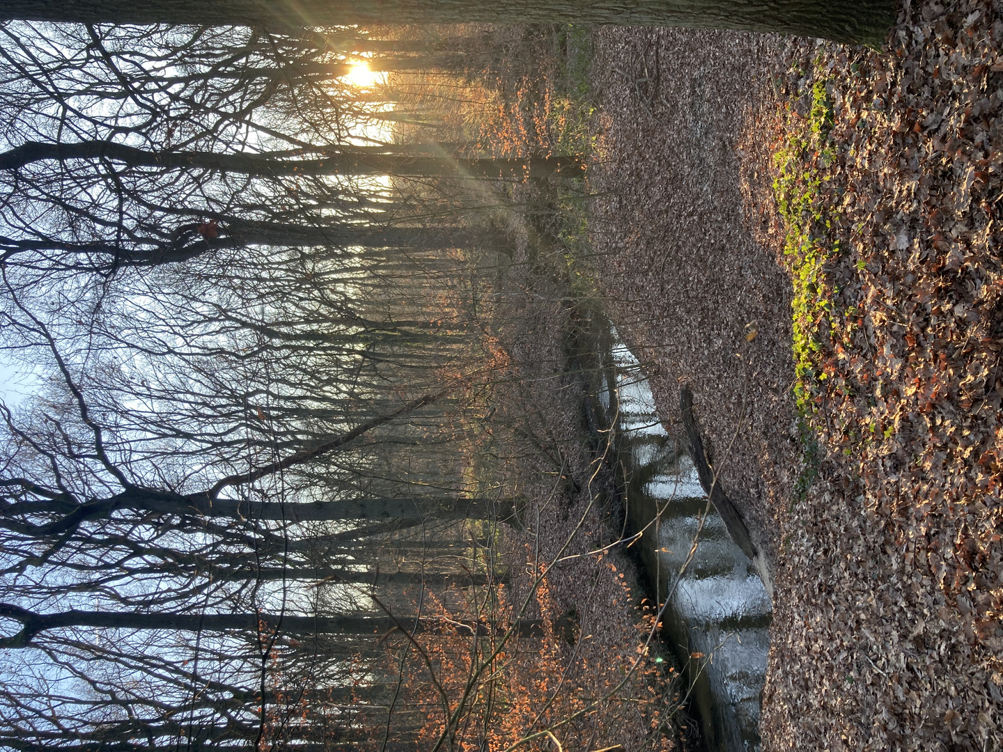 Urwald im Pott